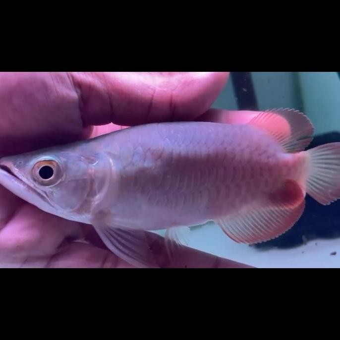 Arowana Super Red Short Body Itl ( I Tiaw Lung ) 15Cm Co