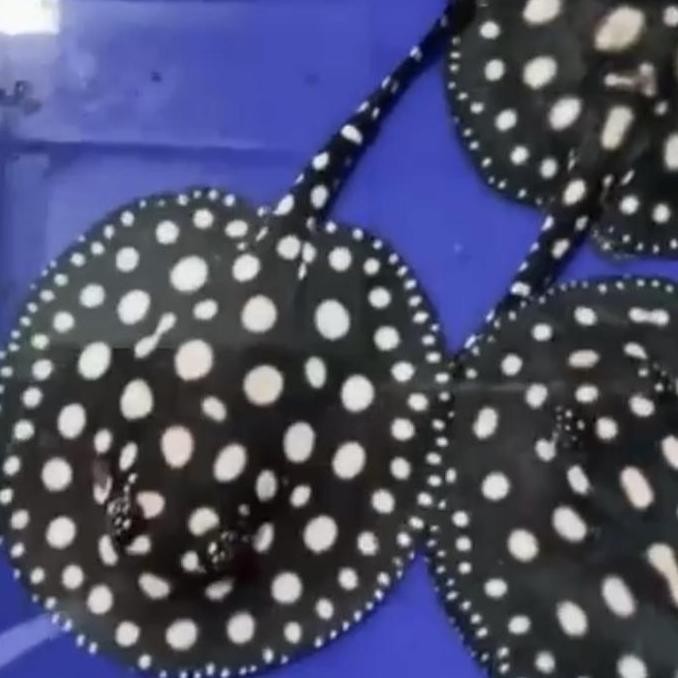 Pari Black Diamond Diameter 14-15Cm Co