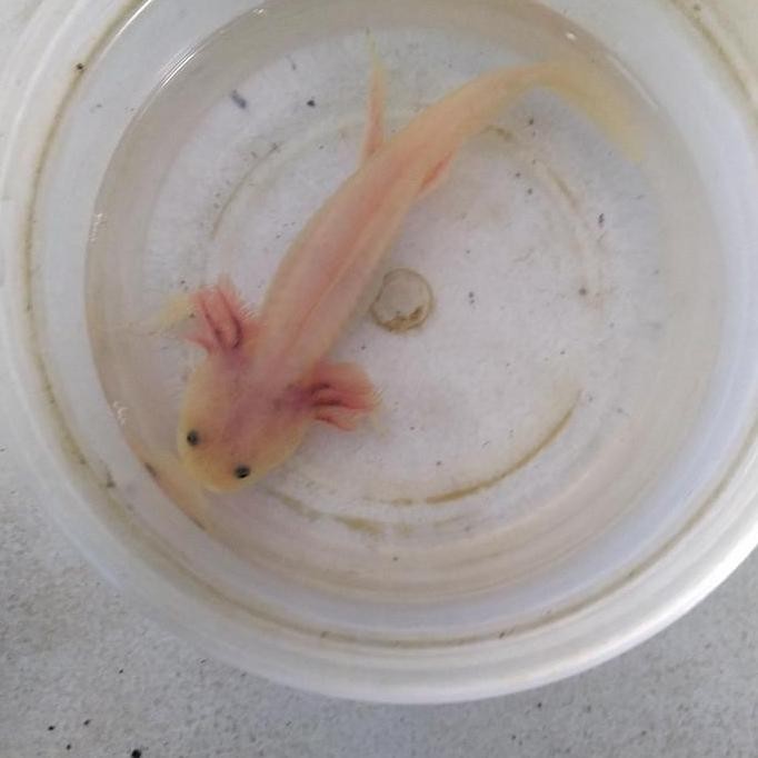 Terlaris Mainan Ikan Axolotl Leucistic Ukuran 10-12Cm (Dogfish / Salamander)