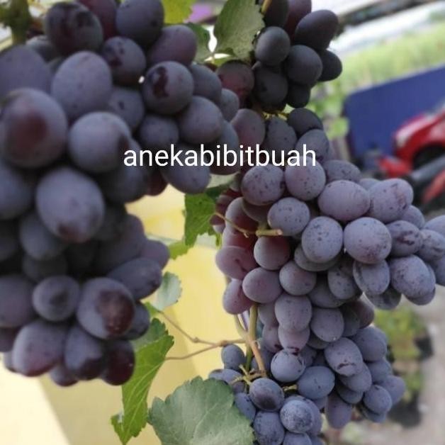 

BIBIT ANGGUR HITAM (Tanpa biji)