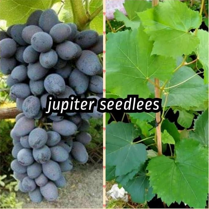 bibit anggur jupiter seedles berbunga import