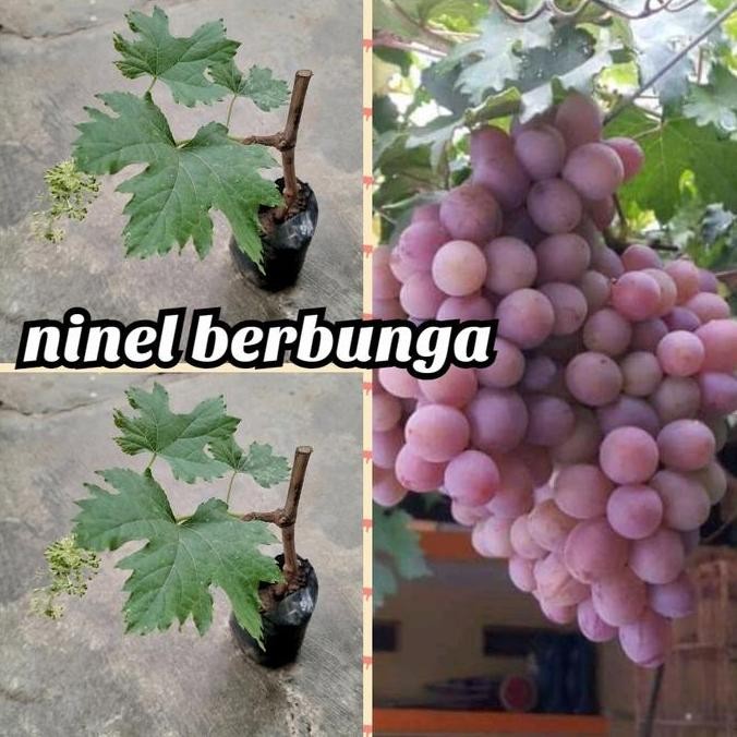 bibit anggur ninel berbunga import