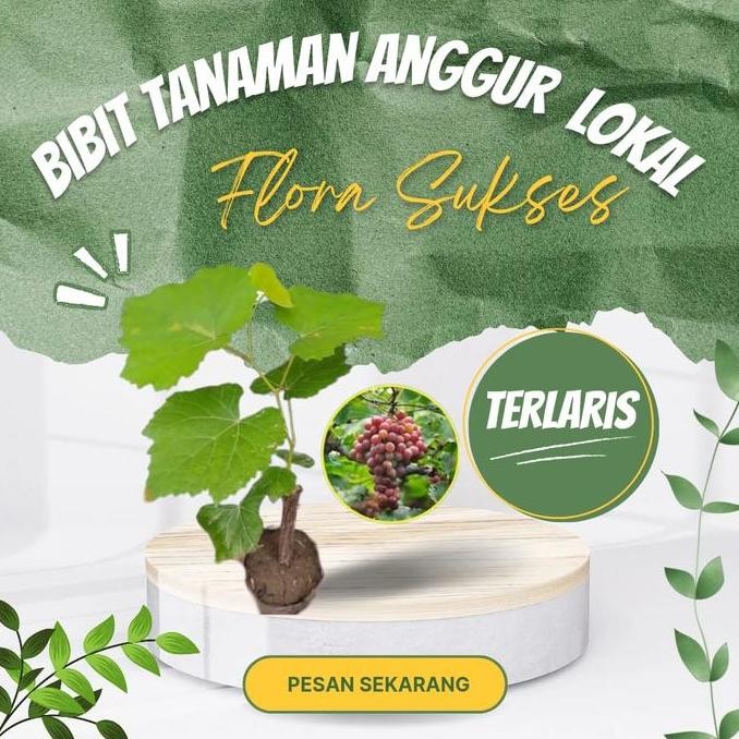 Bibit Anggur Merah Tanaman Anggur Pohon Anggur Merah