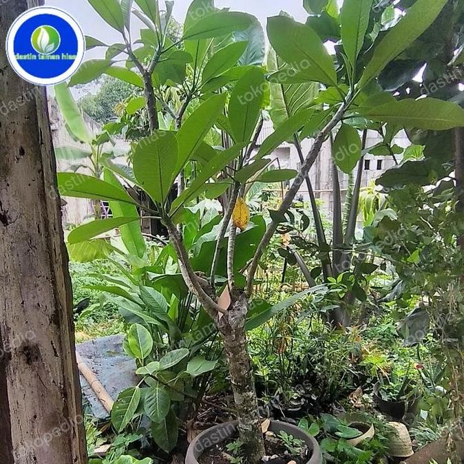 Ready tanaman kamboja bunga kuning tinggi 2 meter batang seperti gambar