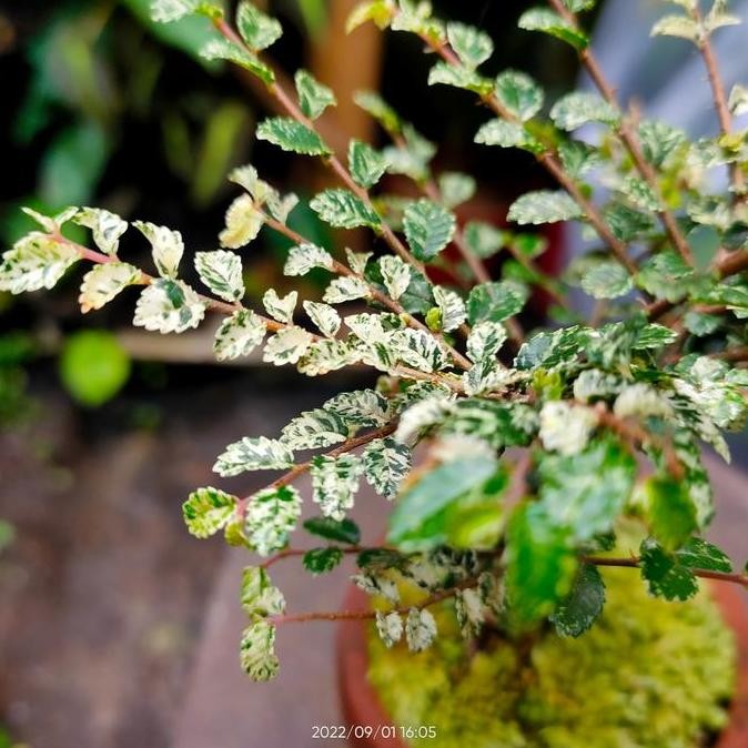 Ready Bonsai mini Ulmus variegata Micro