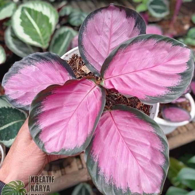 Ready Tanaman hias calathea crimson - Calatea crimson Roseopicta