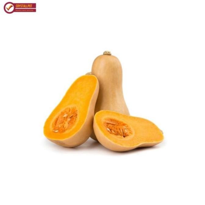 Ready benih bibit labu madu f1 cap panah merah - LABU MADU F1