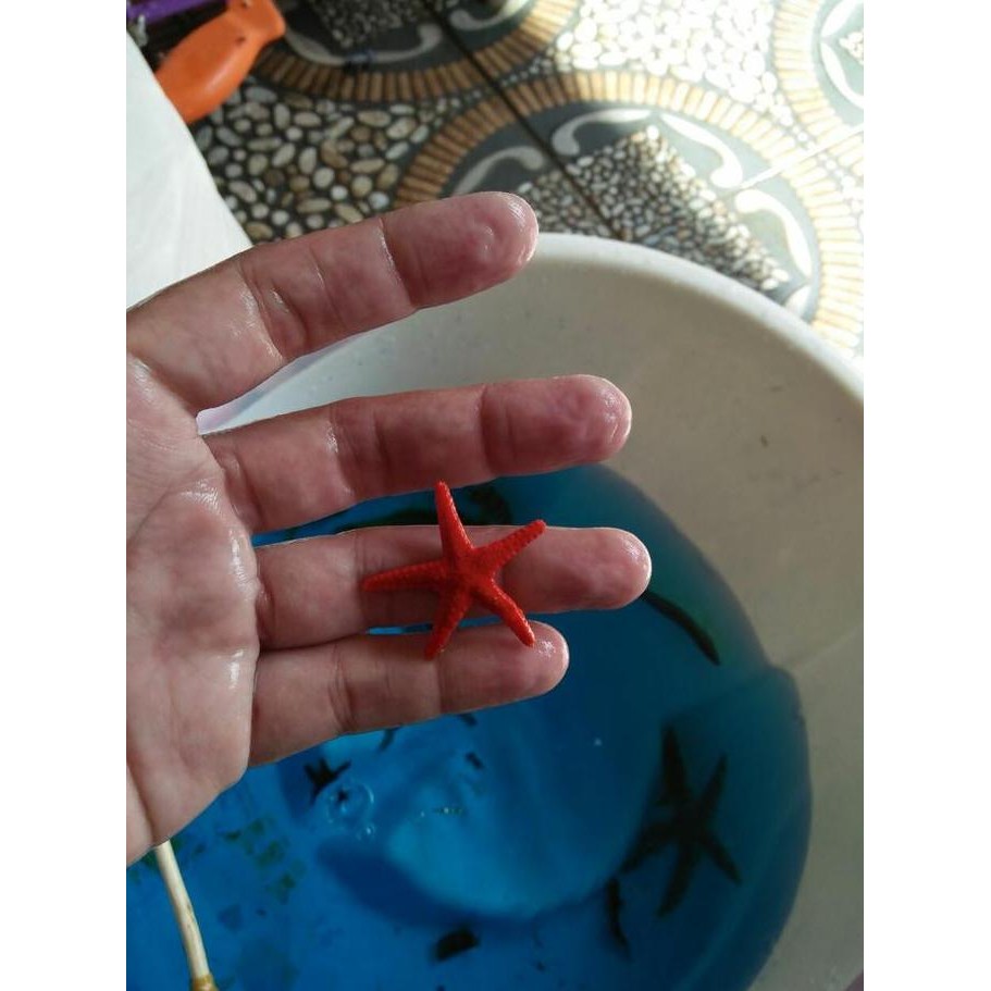 

Ready Bintang Laut Merah