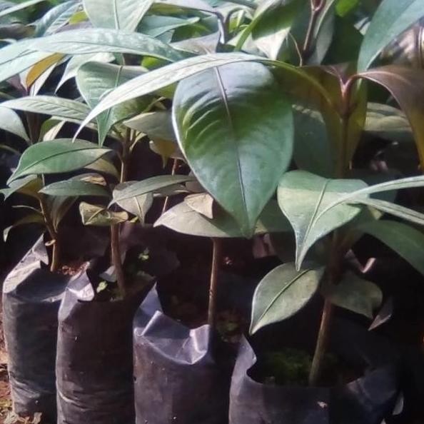 bibit buah manggis/bibit pohon manggis BISA COD