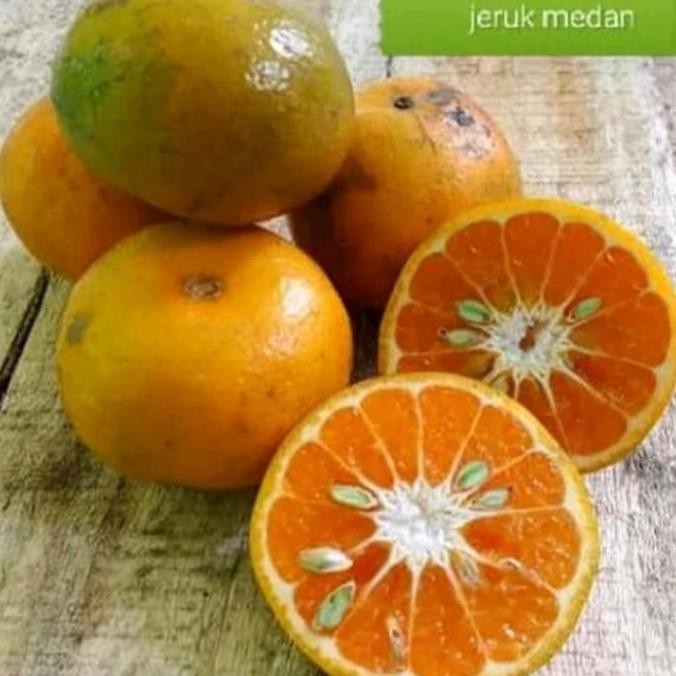 POHON bibit jeruk medan tanaman buah BISA COD