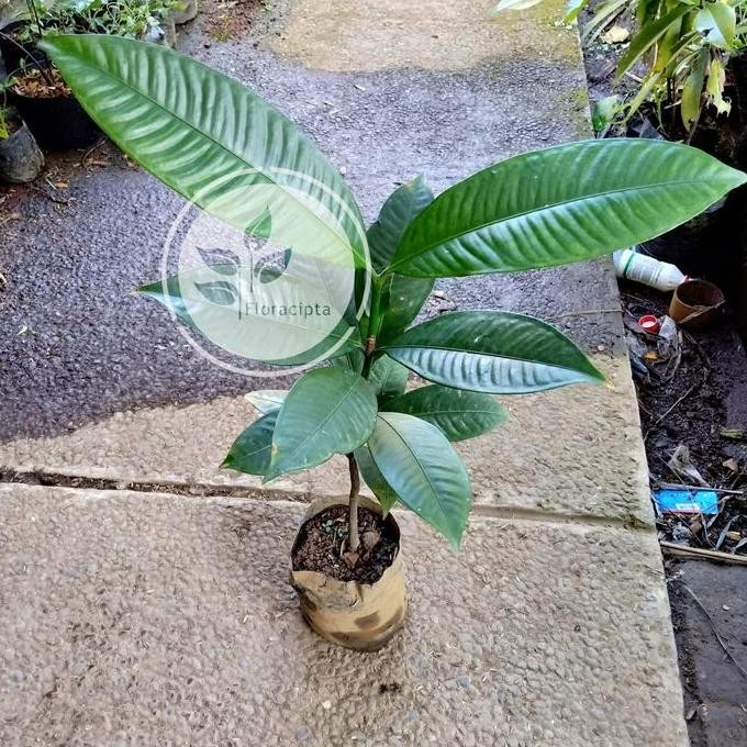 Bibit pohon manggis/Tanaman buah manggis BISA COD