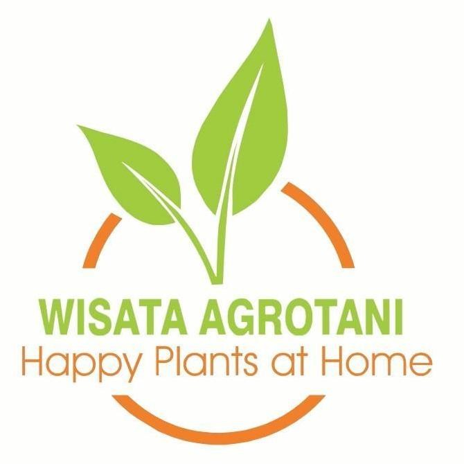 PAKET 10 POHON ALPUKAT ALATOR/ BIBIT BUAH ALPUKAT CANGKOK/ TANAMAN BISA COD