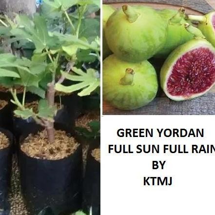 POHON Bibit Tanaman Buah Tin Green Yordan Full Sun Pohon Tin Bibit Tin BISA COD
