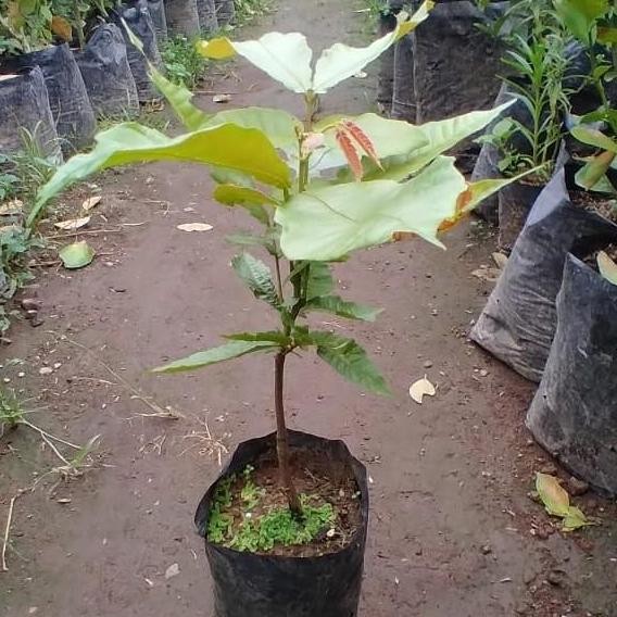 POHON Bibit matoa / Pohon matoa / Buah matoa BISA COD