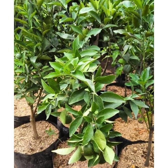 BIBIT TANAMAN BUAH JERUK SANTANG MADU ASLI POHON JERUK SANTANG MADU BISA COD