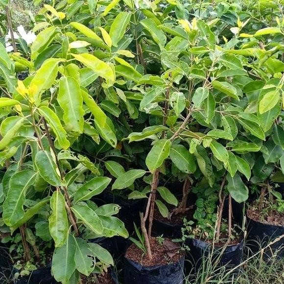 POHON Bibit Tanaman Buah Juwet Putih/Buah Jamblang/Buah Duwet/Buah BISA COD