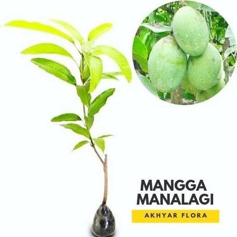 POHON Bibit Mangga Manalagi Pohon Mangga Manalagi Bibit Buah Mangga BISA COD