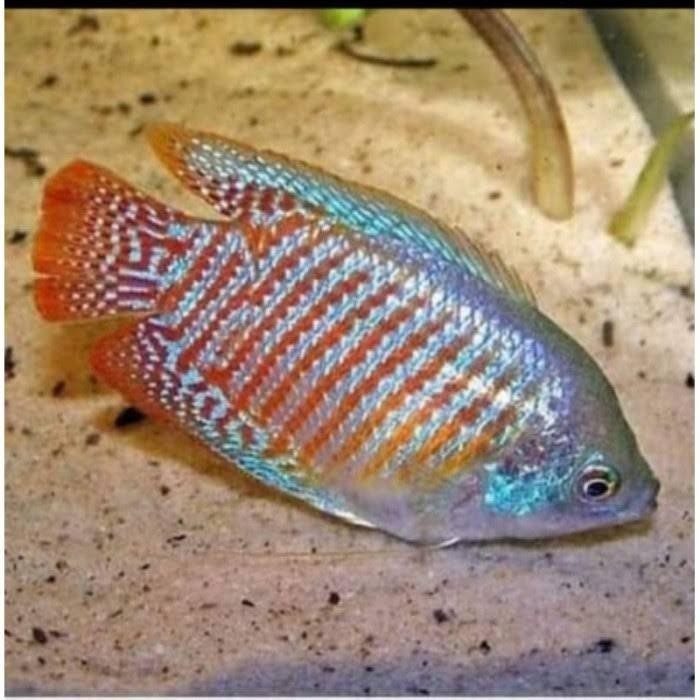 AL ikan sepat hias paket 5 ekor /IKAN HIAS AQUASCAPE/IKAN HIAS AIR TAWAR