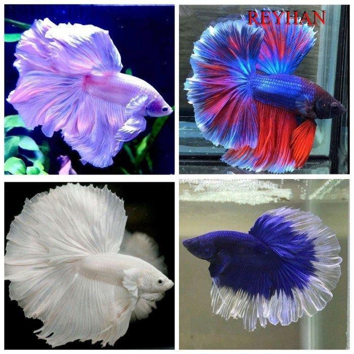 AL ikan cupang halfmoon rosetail - cupang hm rosetail