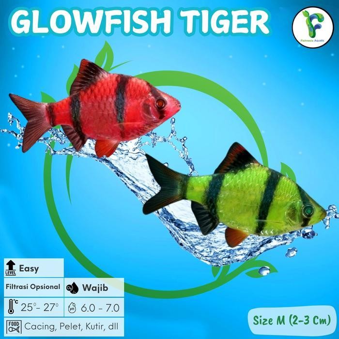 AL Ikan Hias Glowfish Sumatra Tiger Pemakan Kutu Koi  - Ikan Hias Aquascape Air Tawar