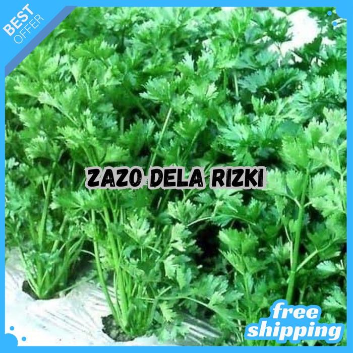 BENIH SELEDRI SUMMER GREEN 20 GRAM - KNOWN YOU SEED BY ZAZODELARIZKI