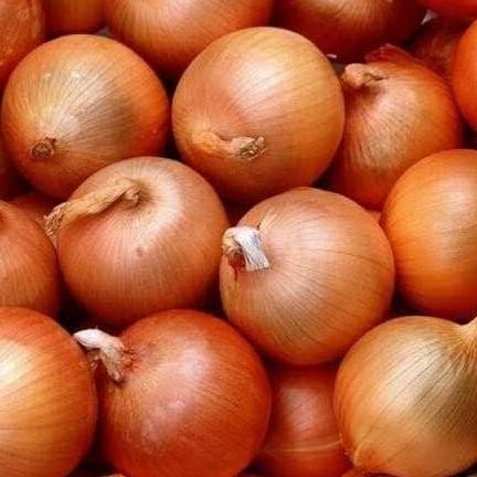 

Diskon! Bawang Bombay Segar Premium Fresh 1kg Import