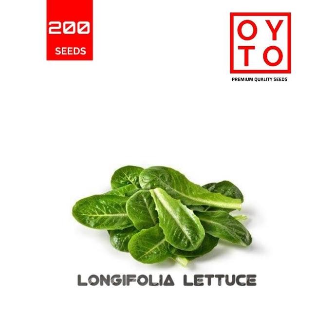 SELADA COS BIBIT TANAMAN HOPONIK BARANG SUPER