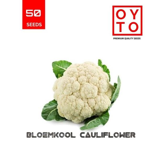 

KEMBANG KOL BIBIT TANAMAN HOPONIK F1 terbaru