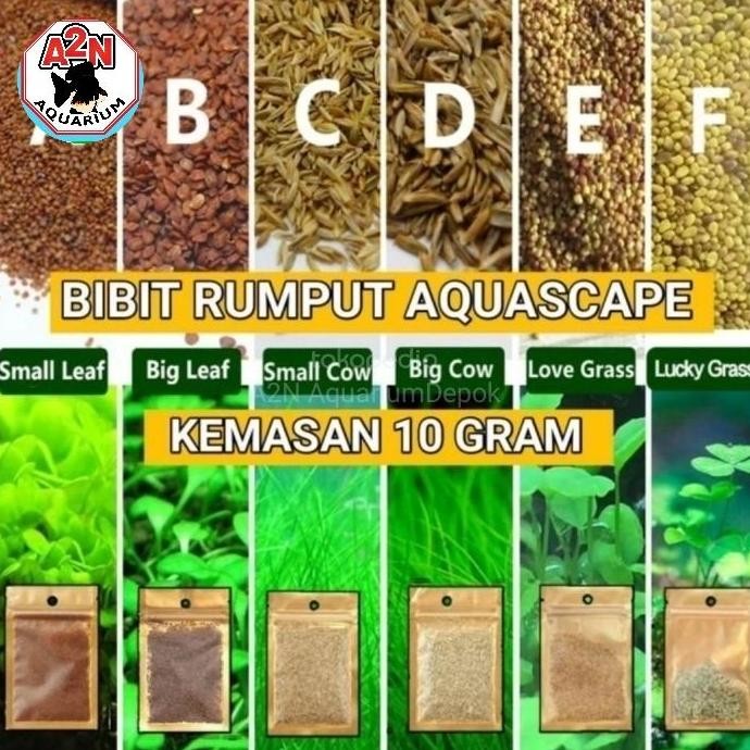 Bibit Rumput Tanaman Aquascape Kaet Hias Caet Seed Aquarium ISTIMEWA