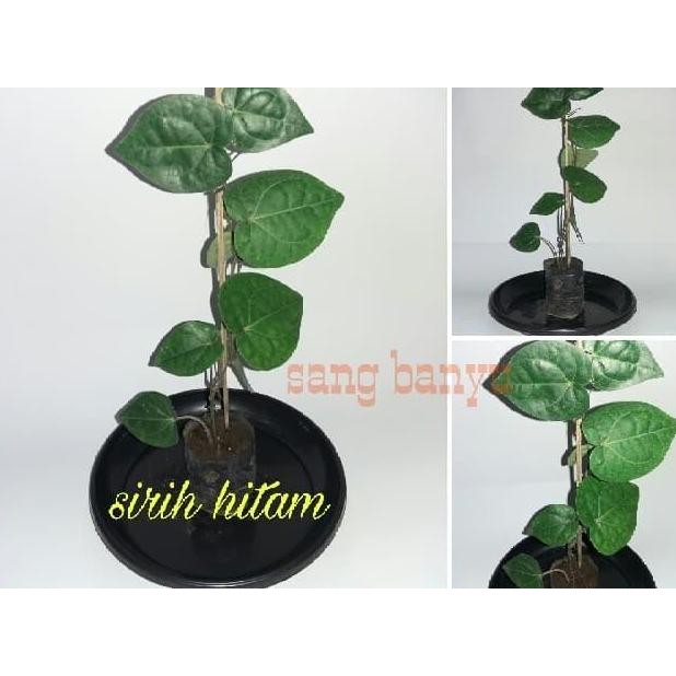 Bibit tanaman sirih hitam herbal toga BARANG SUPER