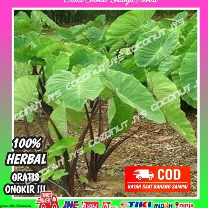 bibit tanaman talas ungu lompong segar siap tanam terbaru