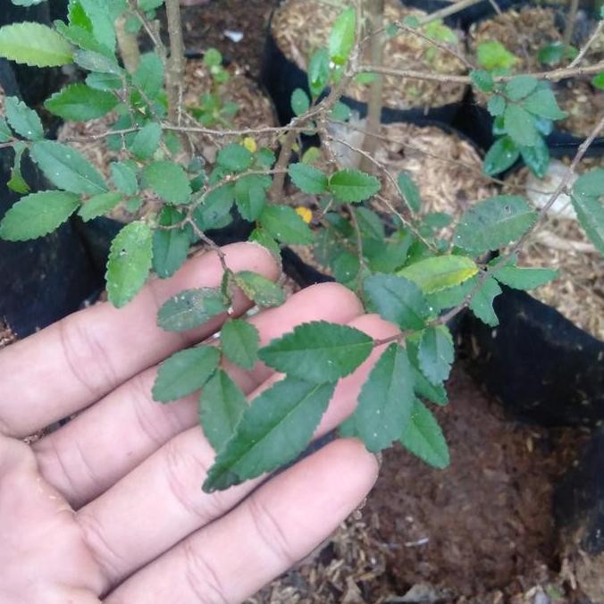 bibit tanaman ulmus mikro-bahan bai ISTIMEWA