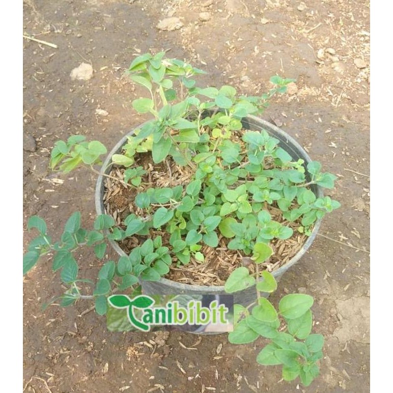 Tanaman herbal oregano/bibit pohon oregano tanaman ISTIMEWA