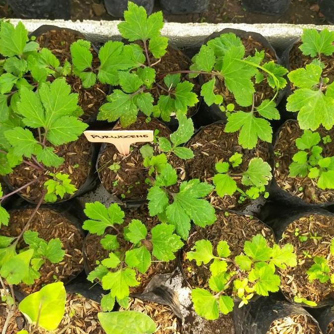bibit tanaman purwoceng/bibit tanaman herbal ISTIMEWA