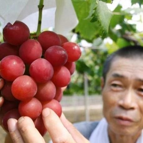 

ORI BIBIT TANAMAN BUAH ANGGUR IMPORT RUBY ROMAN GRATIS ANGGUR ISABELLA ISTIMEWA