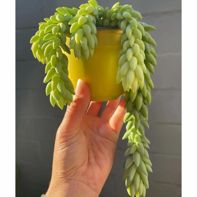 Tanaman Hias Bunga Air Mata Ibu / Bibit Bunga Air Mata Bunda ISTIMEWA