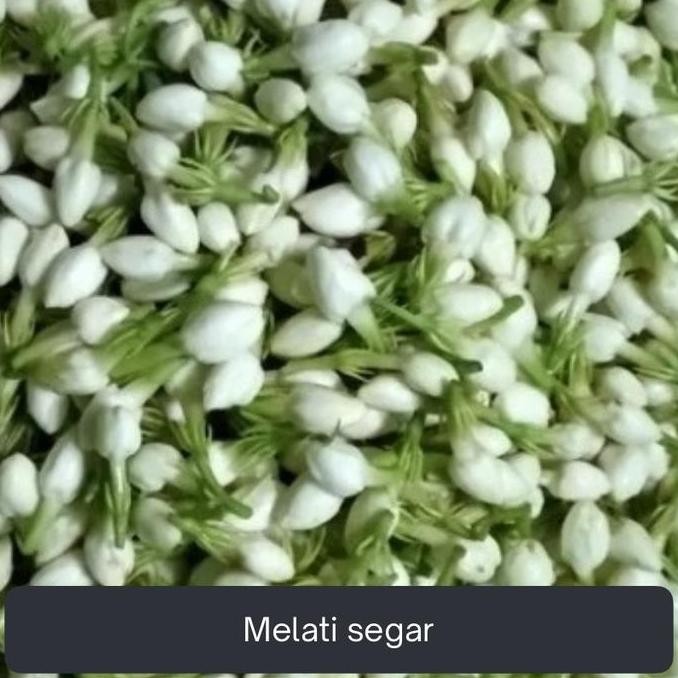 

Diskon! Melati Segar 1Kg - Bunga Melati Segar Asli Wangi Kualitas Super