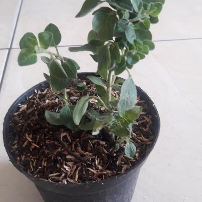 

Diskon! Tanaman Oregano Herbal Bumbu Dapur Alami - Tanaman Rempah Segar