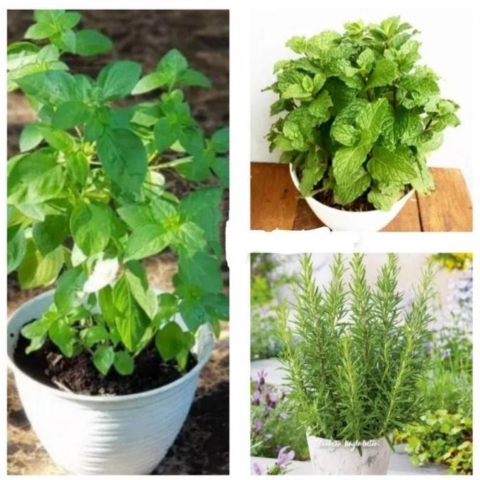 

Diskon! Paket 3 Daun Bumbu Premium + Pot Putih (Daun Mint + Rosmary + Kemangi)