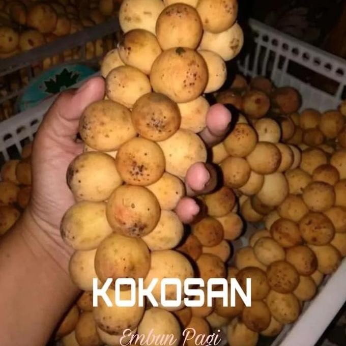 Bibit pohon Buah Kokosan at pijitan at Bijitan PREMIUM