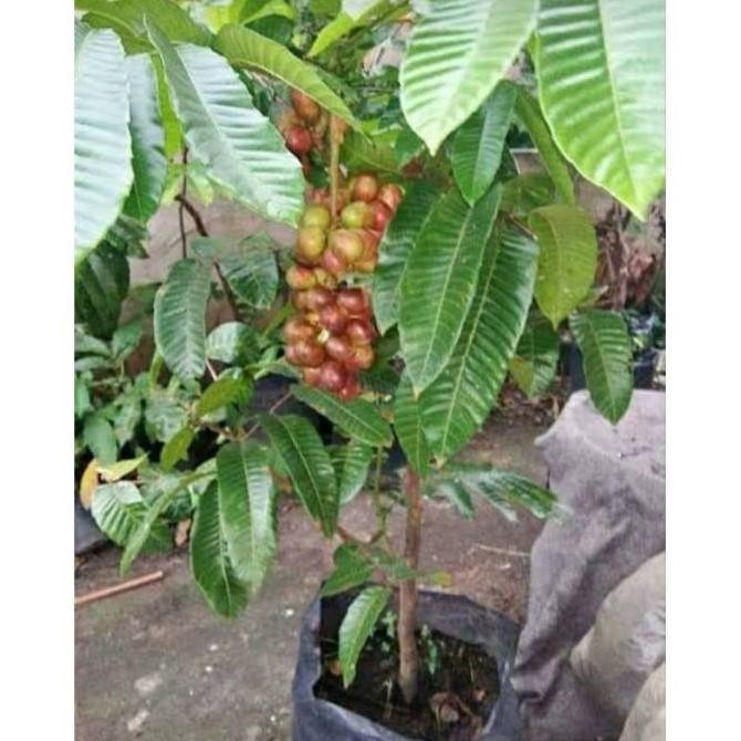 Bibit Matoa Pohon Matoa Bibit Buah Matoa Tanaman Matoa Siap Berbuah PREMIUM