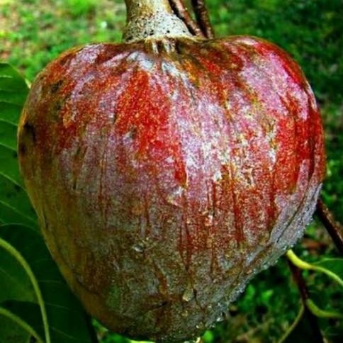 Bibit Srikaya Mulwo Langka/ Bibit Buah Nona Langka/ Srikaya Gundul PREMIUM