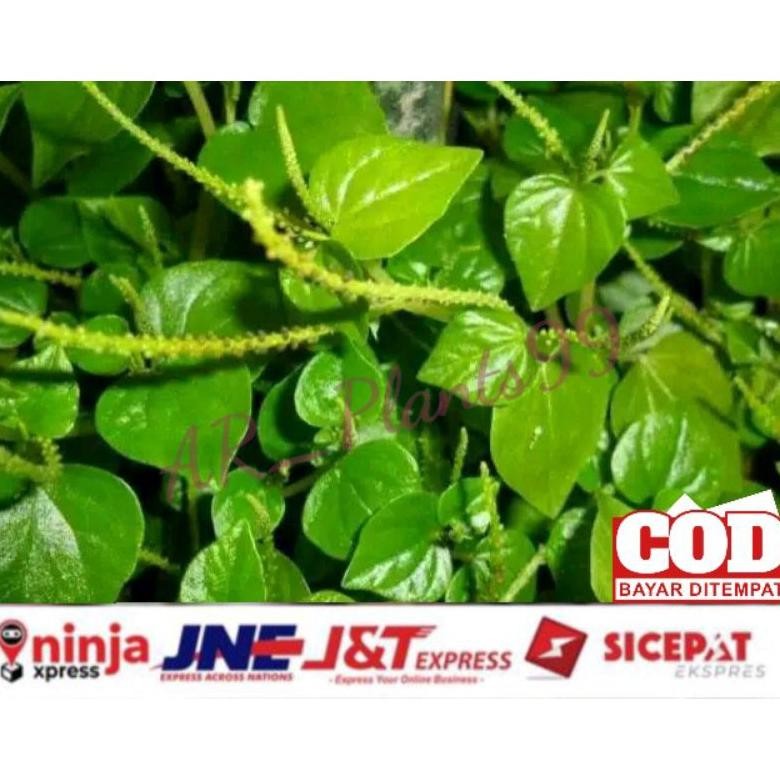

DAUN SIRIH CINA SEGAR 500 GRAM / KETUMPANG AIR SEGAR aSt