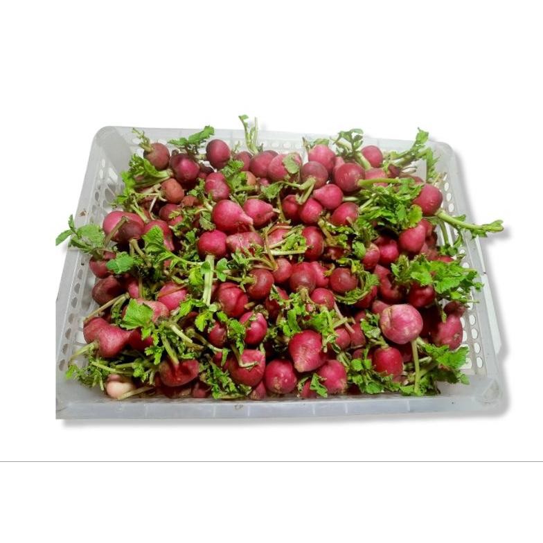 

lobak merah/red radish 1 kg aSt
