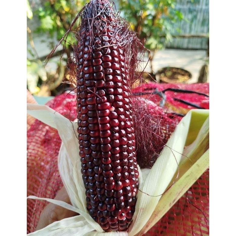 

Jagung Ketan Ungu 1kg aSt