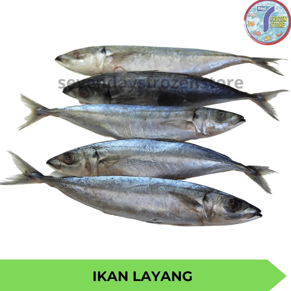 

Ikan Layang Beku Frozen aSt
