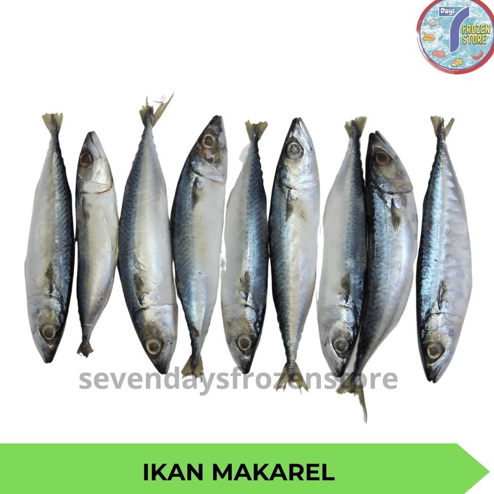 

Ikan Makarel Beku Frozen Premium Tanpa Pengawet aSt