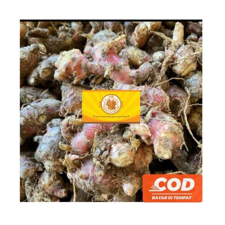 

Jahe Merah Medan 7KG (Khusus Grosir)Segar/Fresh/ Red Ginger/ Rempah aSt