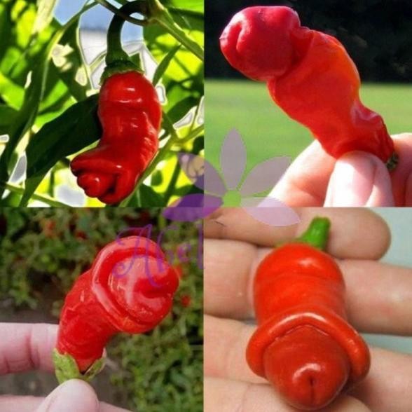 Biji Benih Bibit Cabe Hias Red Peter Pepper Cabai Merah Pedas