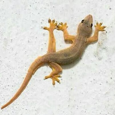 ATS cicak hidup pakan reptil,ikan,predator